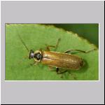 Cantharis decipiens - Weichkaefer 02.jpg